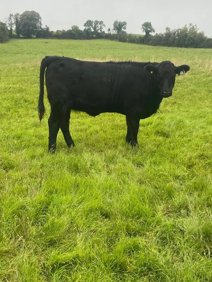 Organic weanlings for sale - Image 1