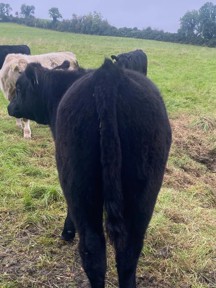 Organic weanlings for sale - Image 2
