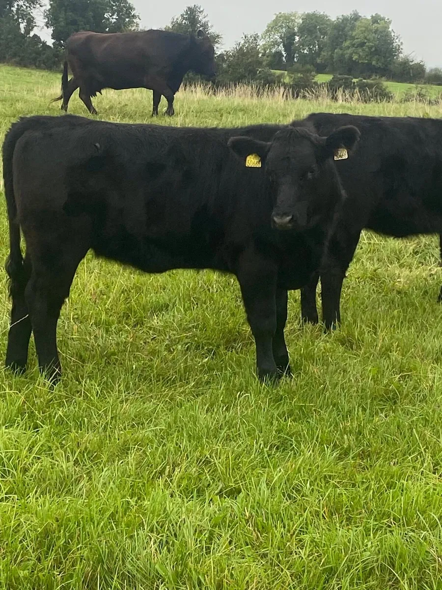 Organic weanlings for sale - Image 3
