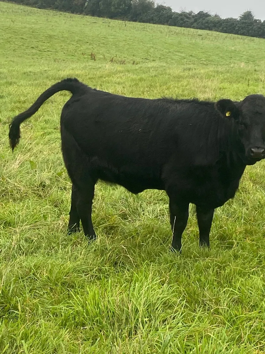 Organic weanlings for sale - Image 4