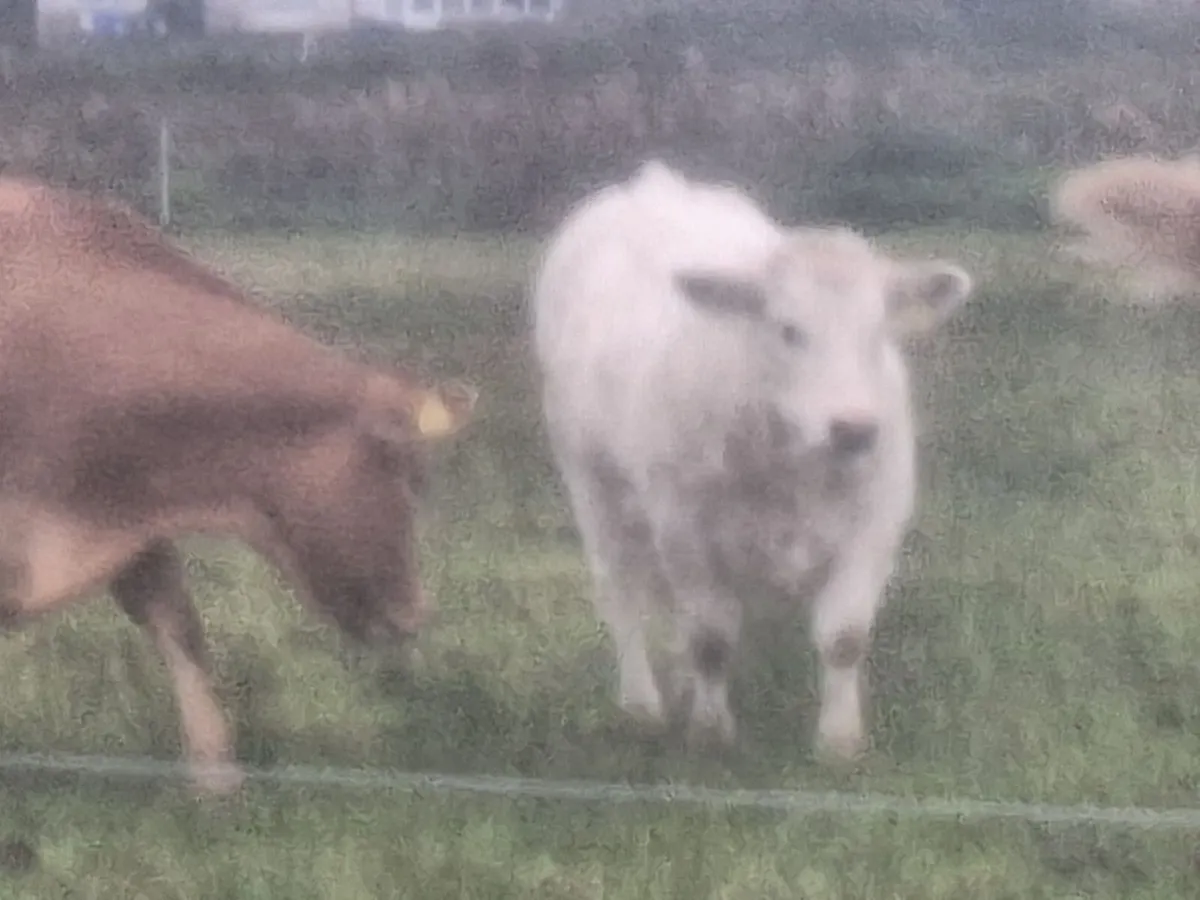 Organic heifers - Image 3