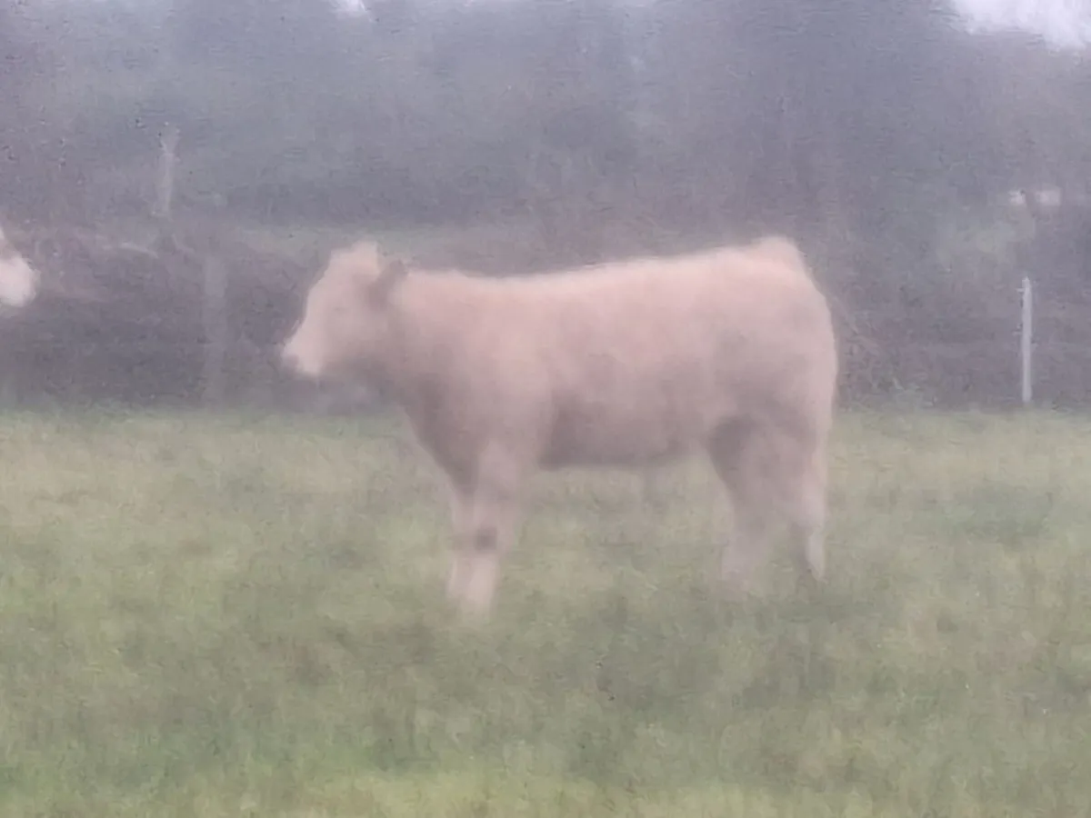 Organic heifers - Image 4