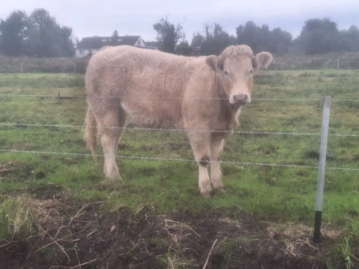 Organic heifers - Image 2