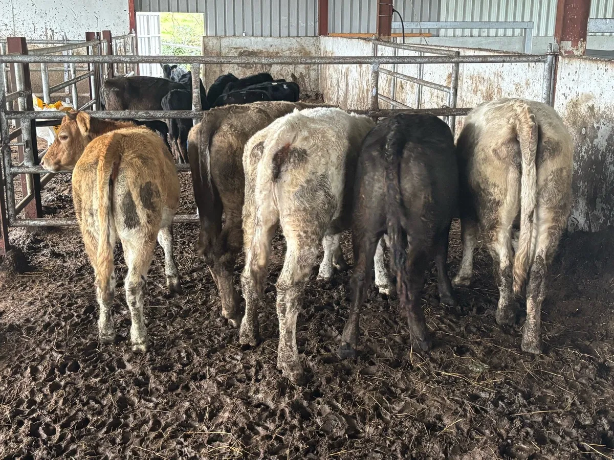 5 super store heifers - Image 3