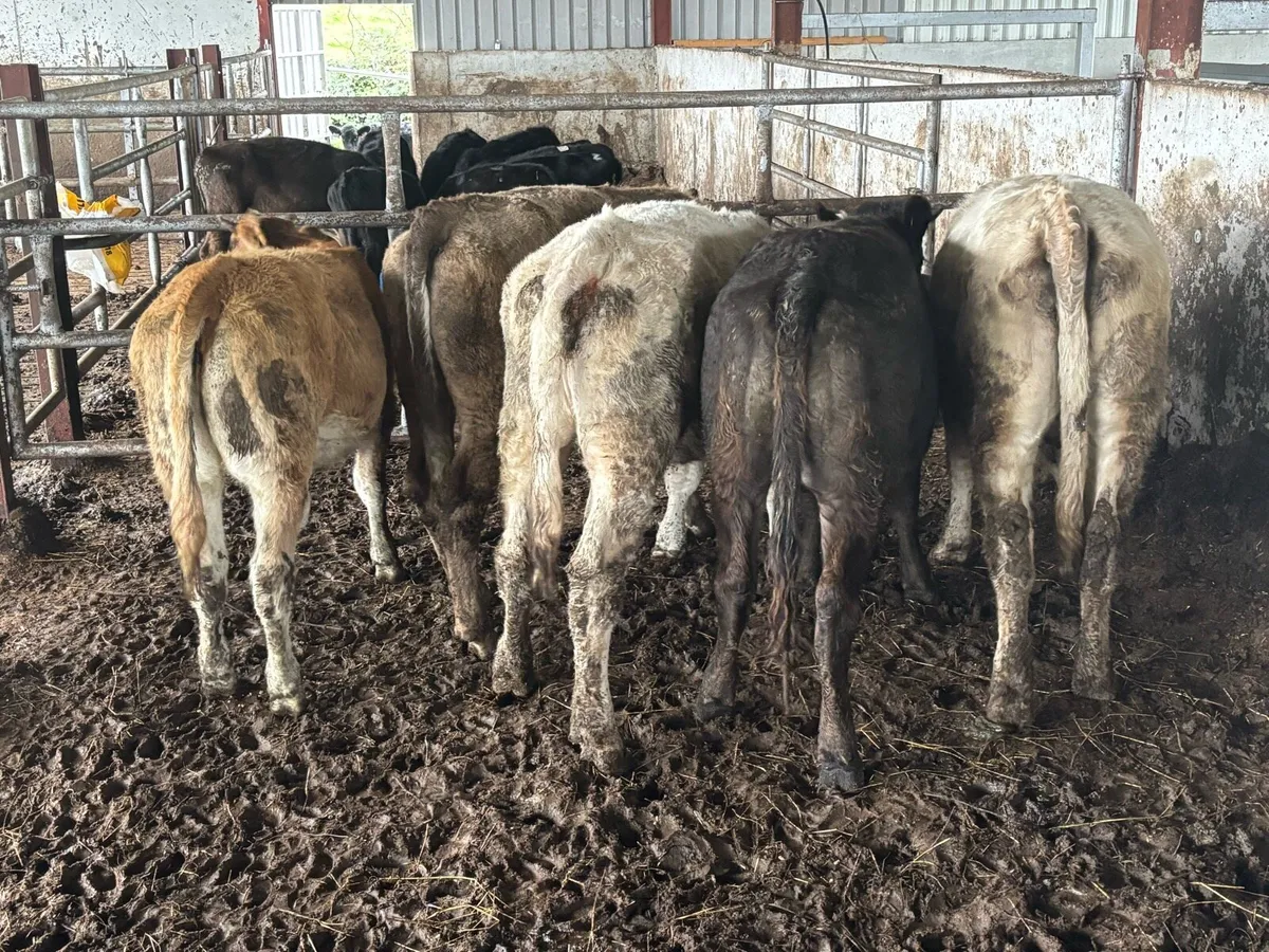 5 super store heifers - Image 4