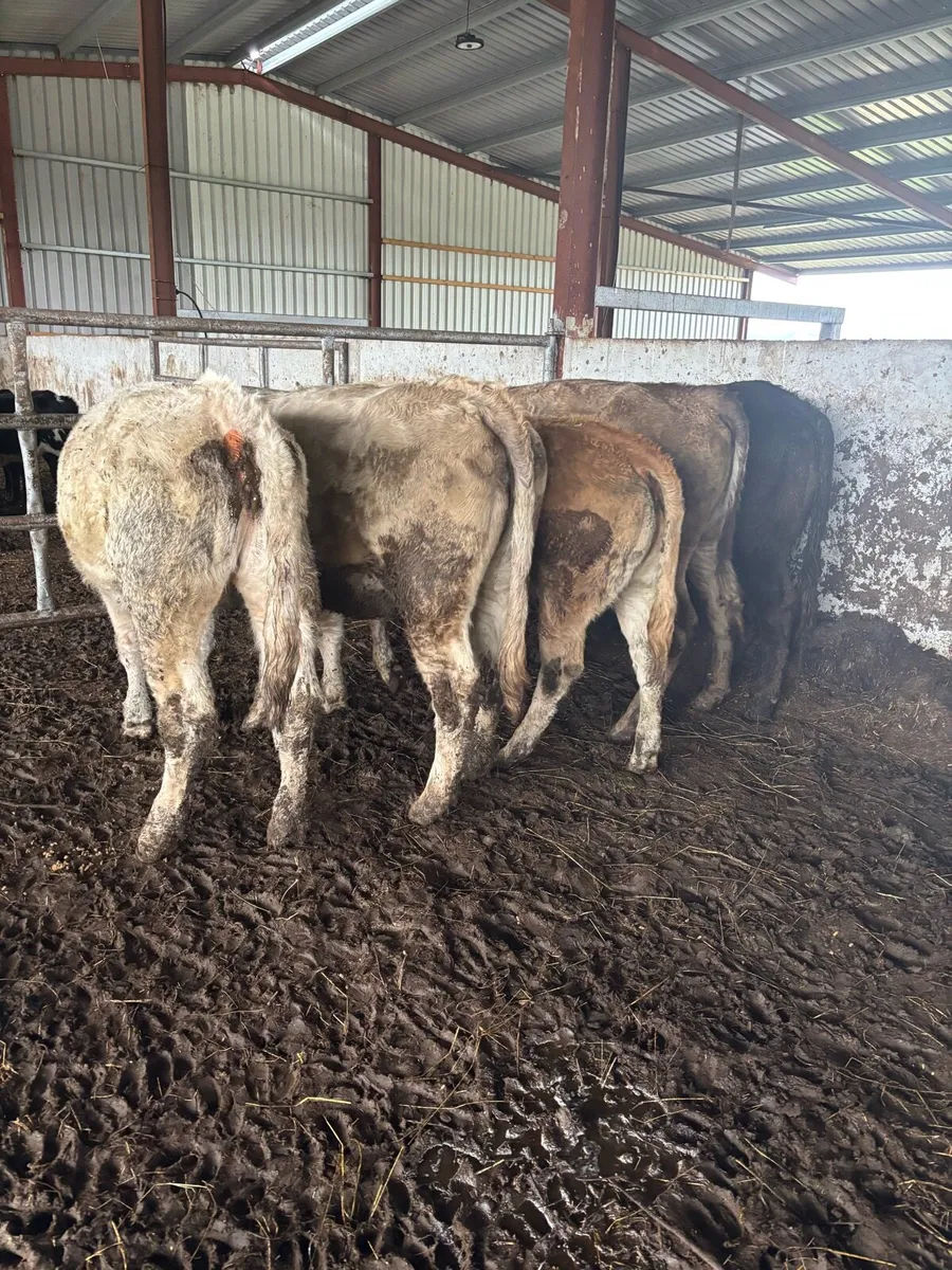 5 super store heifers - Image 1