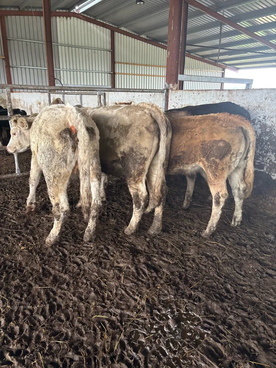 5 super store heifers - Image 2