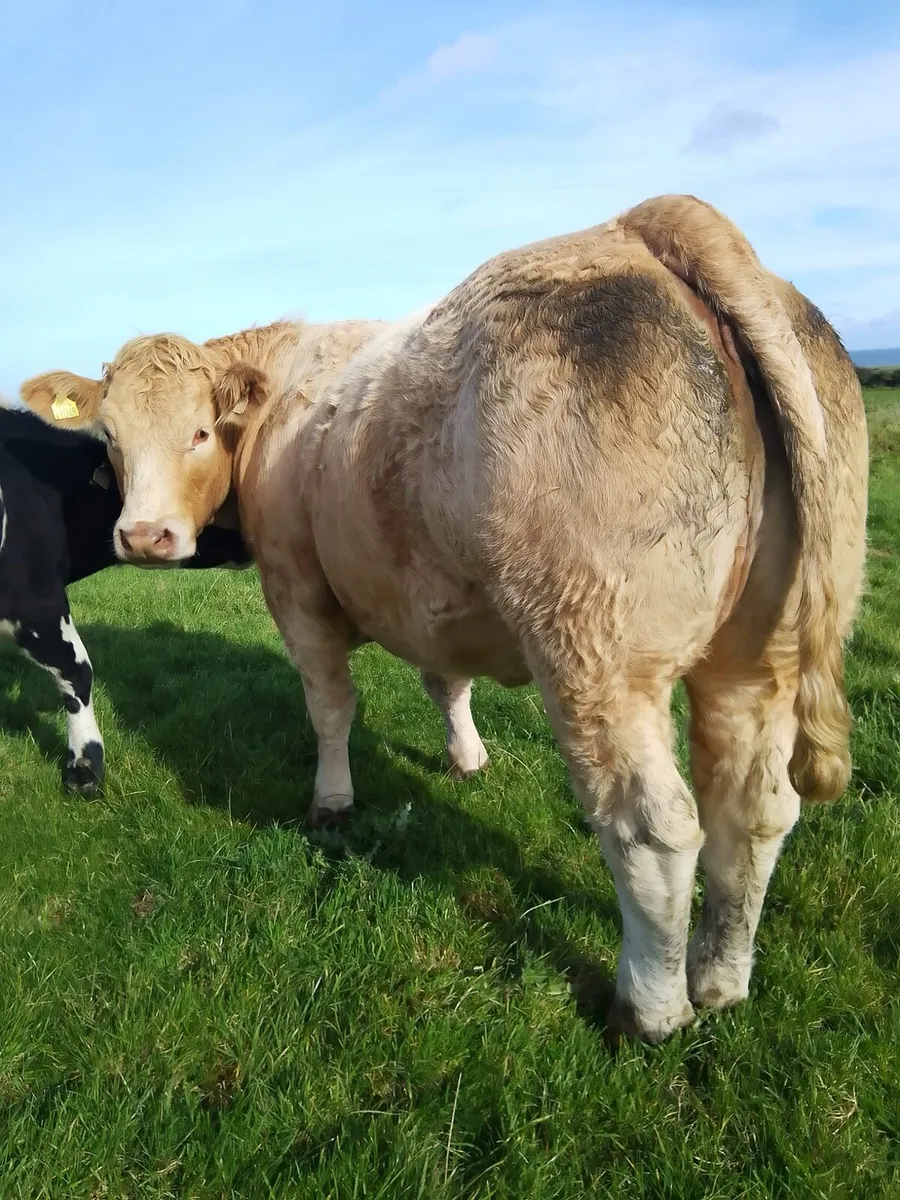 Breeding heifers ballymote Mart - Image 1