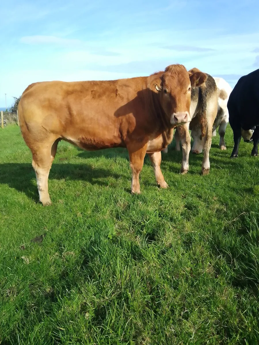 Breeding heifers ballymote Mart - Image 3