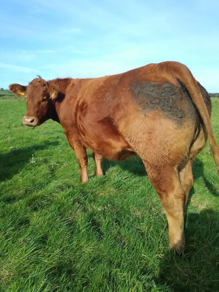 Breeding heifers ballymote Mart - Image 2