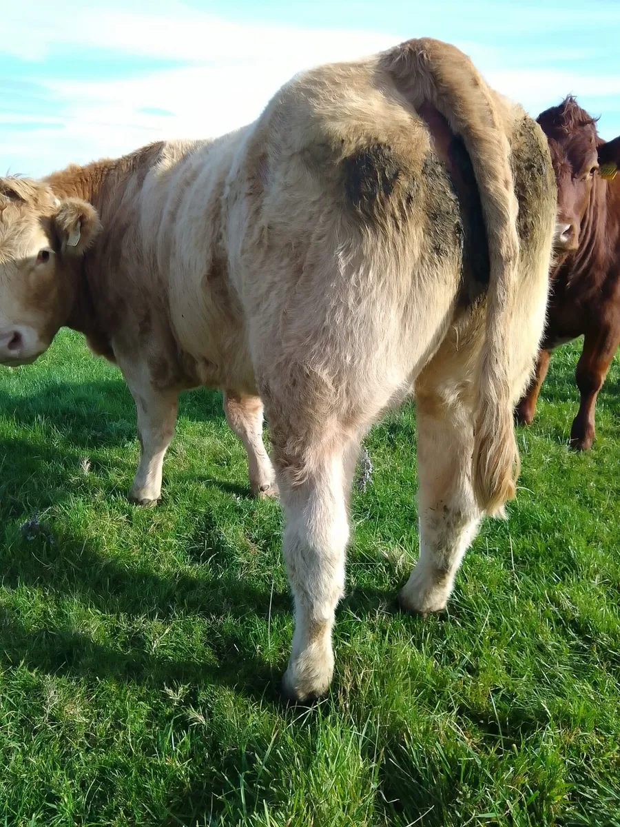 Breeding heifers ballymote Mart - Image 4