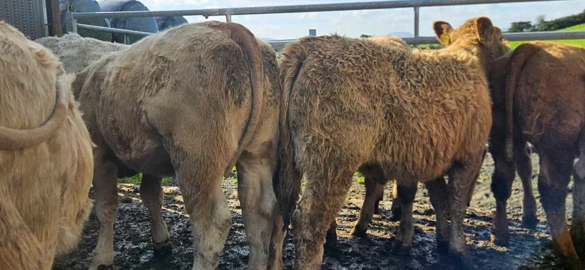 **10 Charolais Heifers** - Image 2