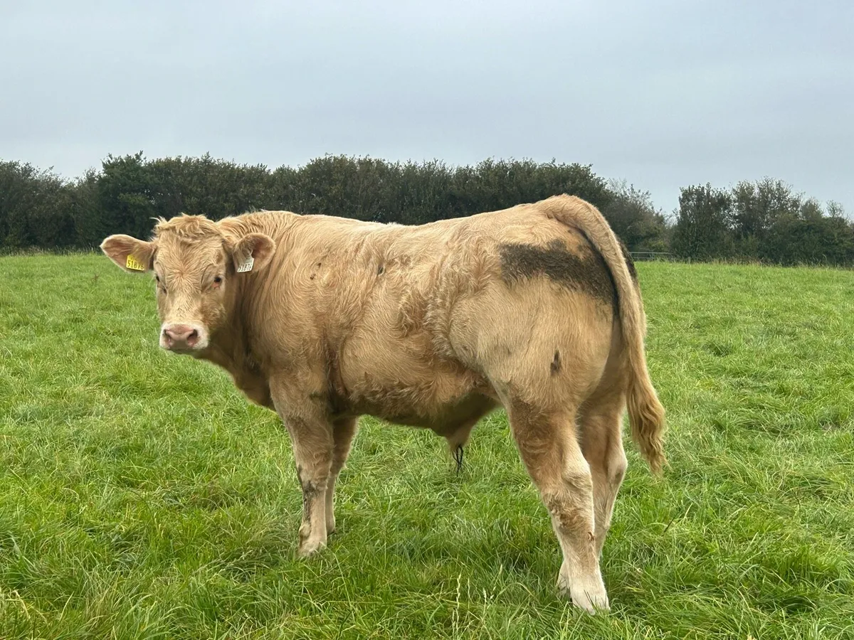 16 CONTINENTAL LIMESTONE WEANLING BULLS - Image 3