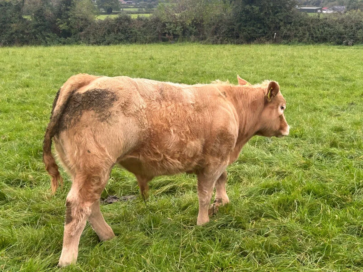 16 CONTINENTAL LIMESTONE WEANLING BULLS - Image 1