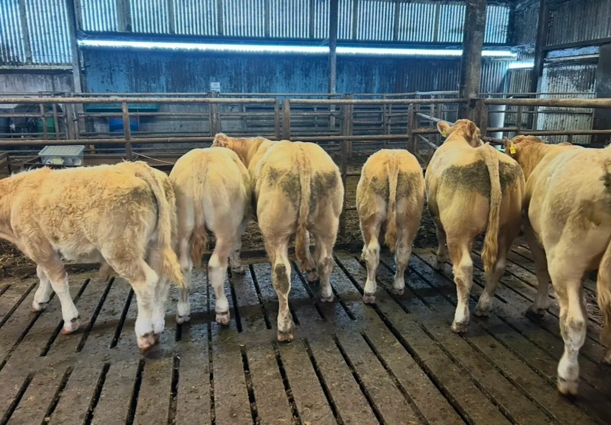 16 CONTINENTAL LIMESTONE WEANLING BULLS - Image 2