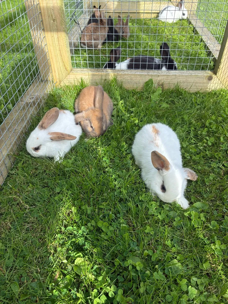 Friendly healthy bunnies - Image 1