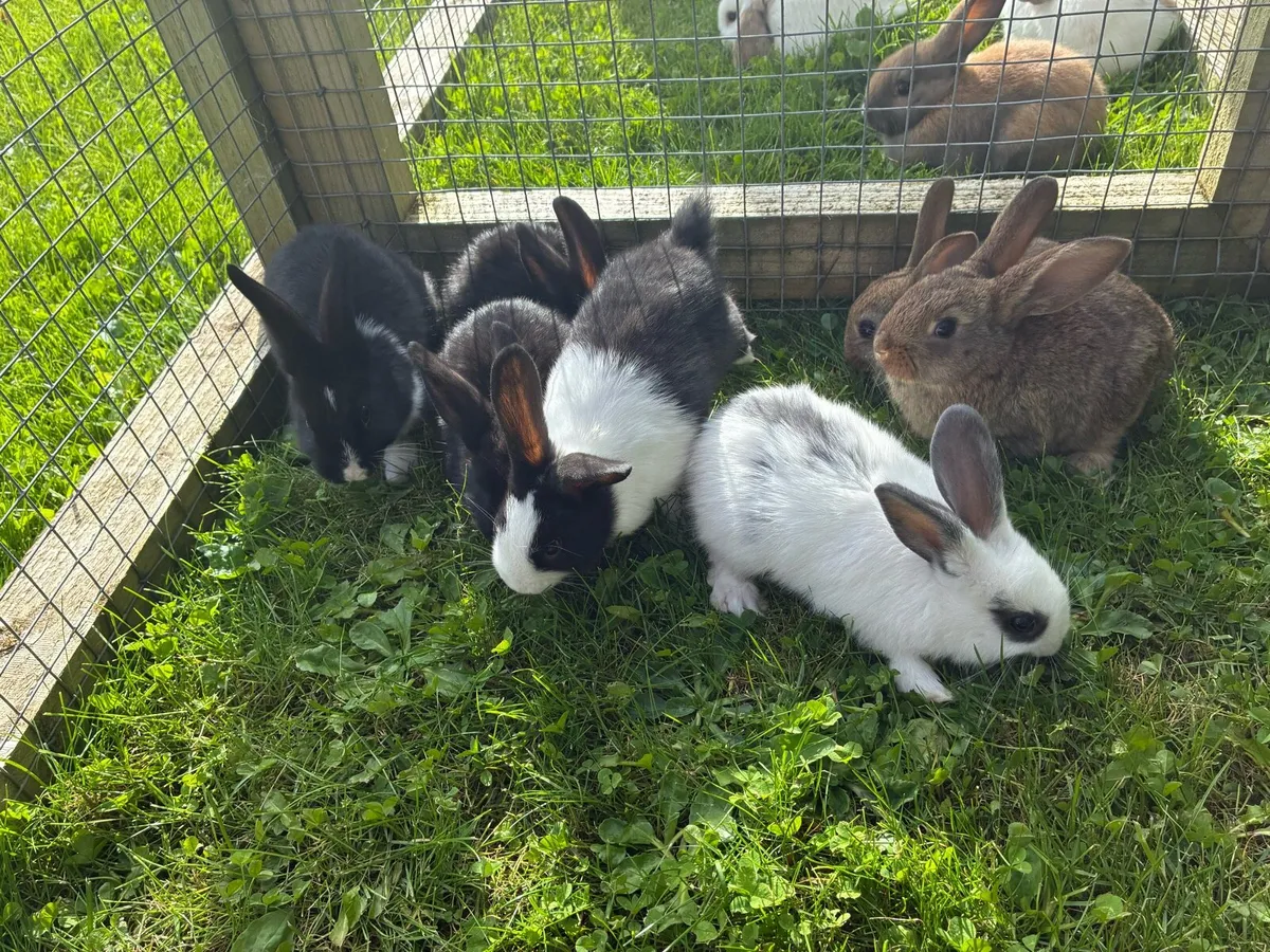 Friendly healthy bunnies - Image 2