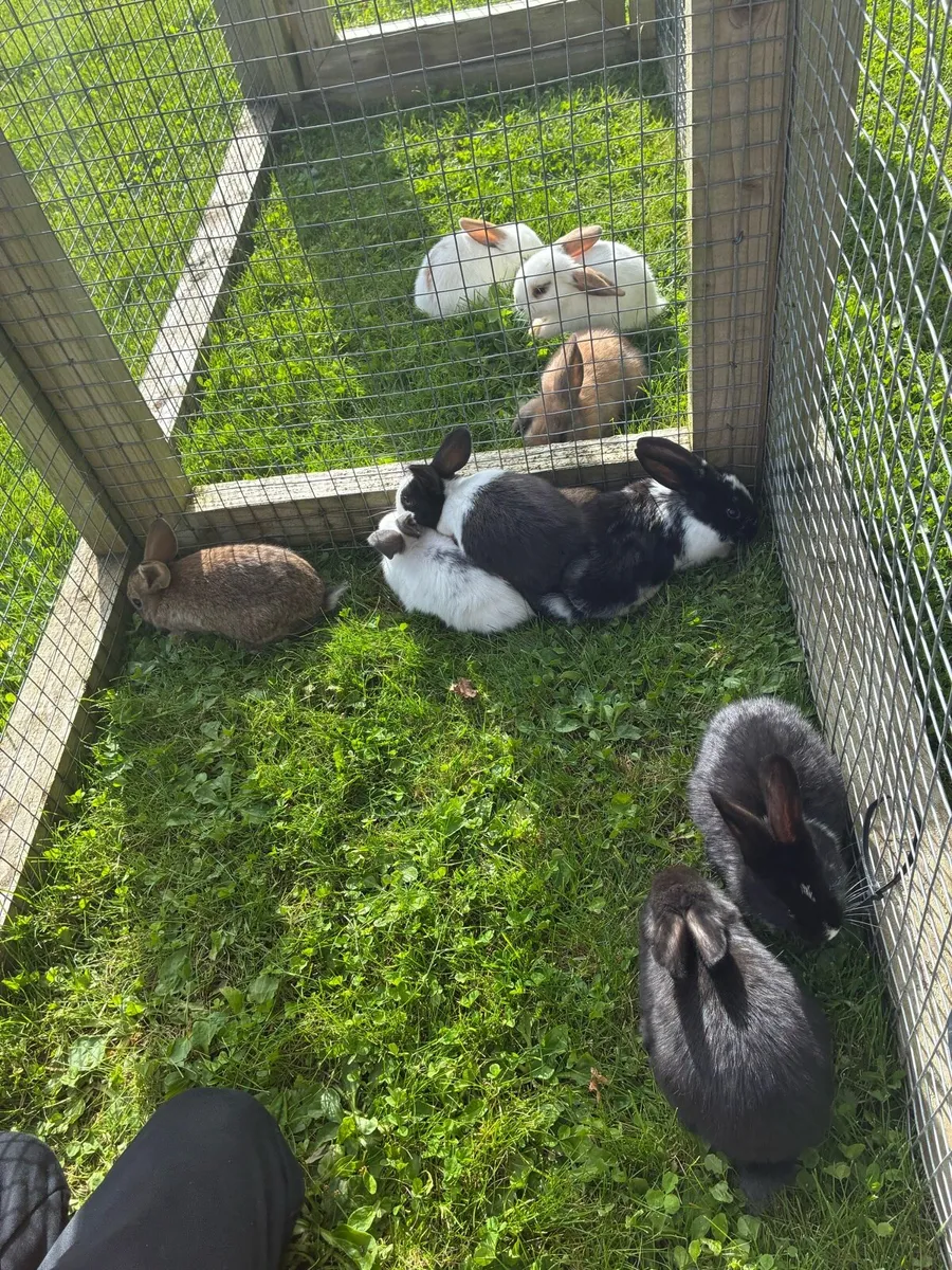 Friendly healthy bunnies - Image 3