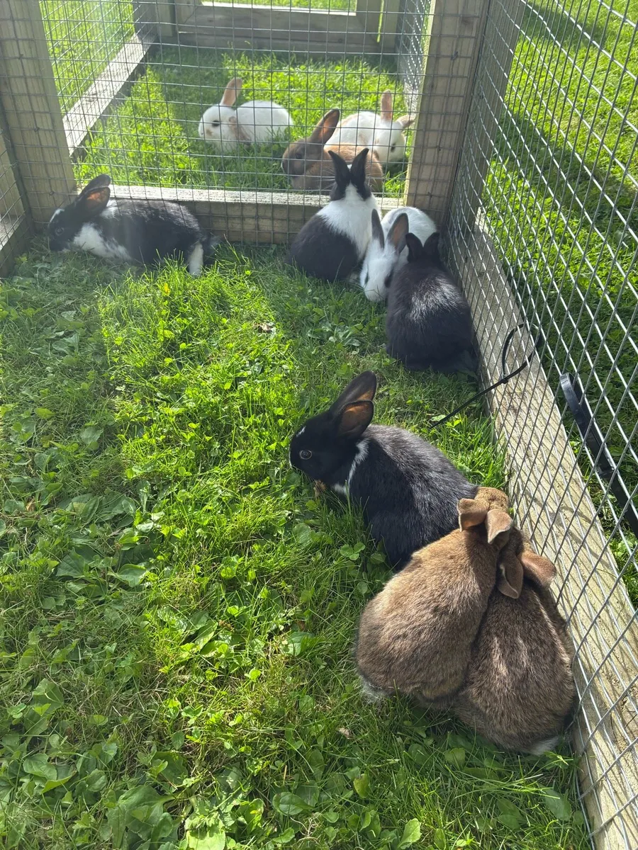 Friendly healthy bunnies - Image 4