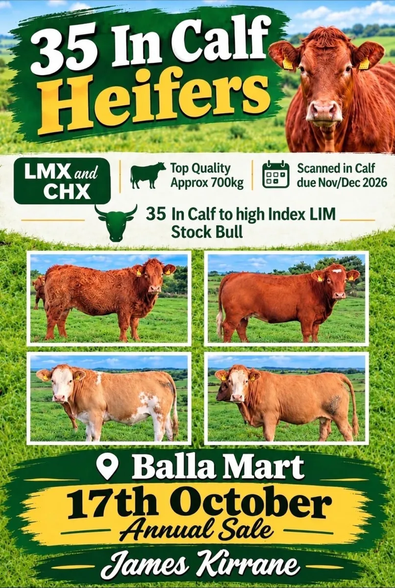 35 In-Calf Heifers for Sale Balla Mart 17 Oct - Image 1