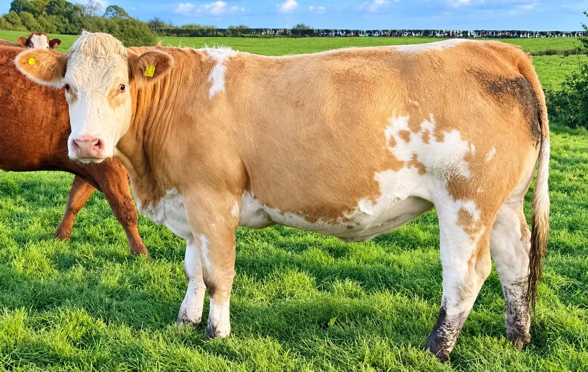 35 In-Calf Heifers for Sale Balla Mart 17 Oct - Image 2
