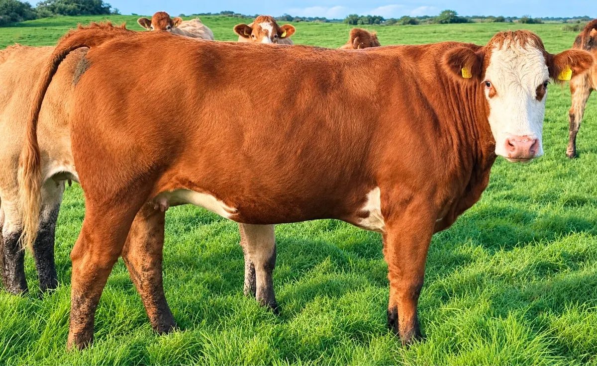 35 In-Calf Heifers for Sale Balla Mart 17 Oct - Image 3