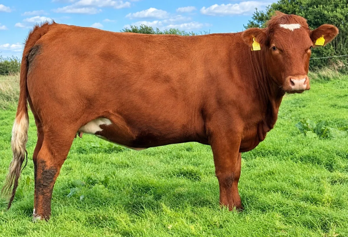 35 In-Calf Heifers for Sale Balla Mart 17 Oct - Image 4