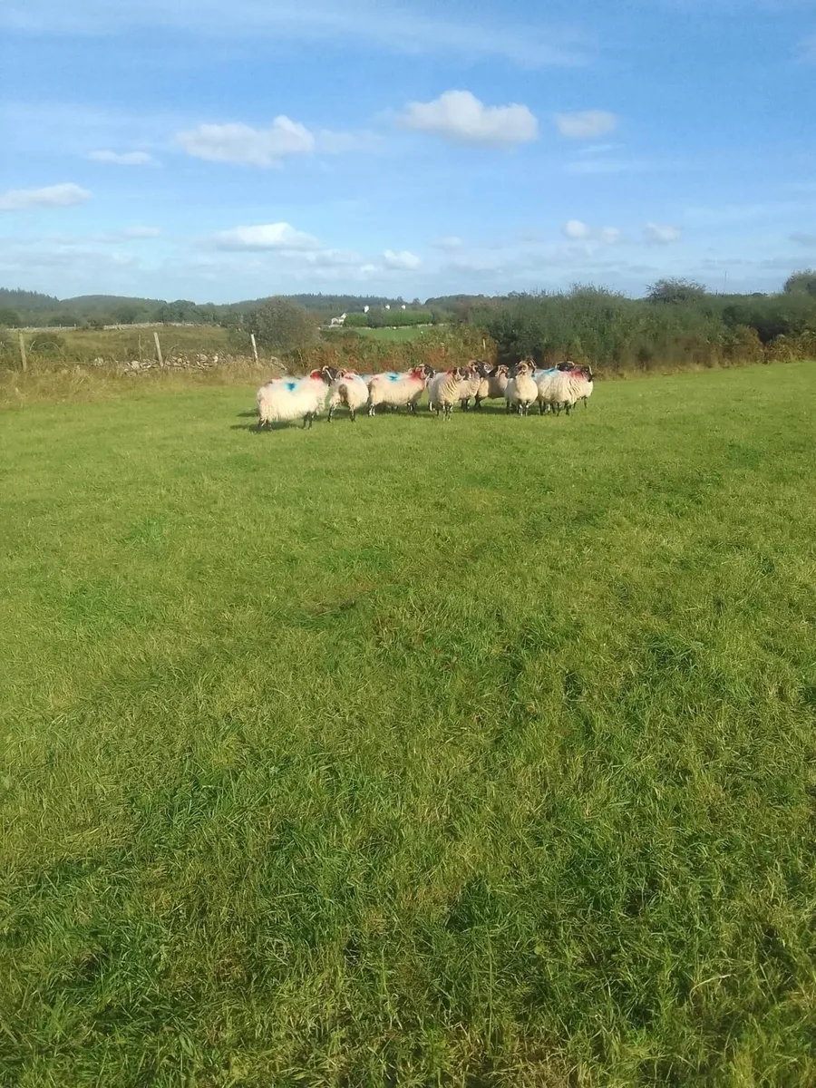 30 broken mouth ewes - Image 1