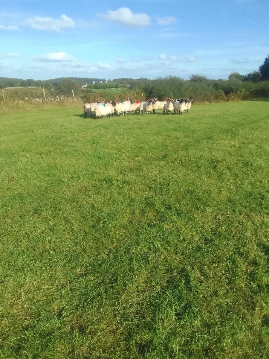 30 broken mouth ewes - Image 2