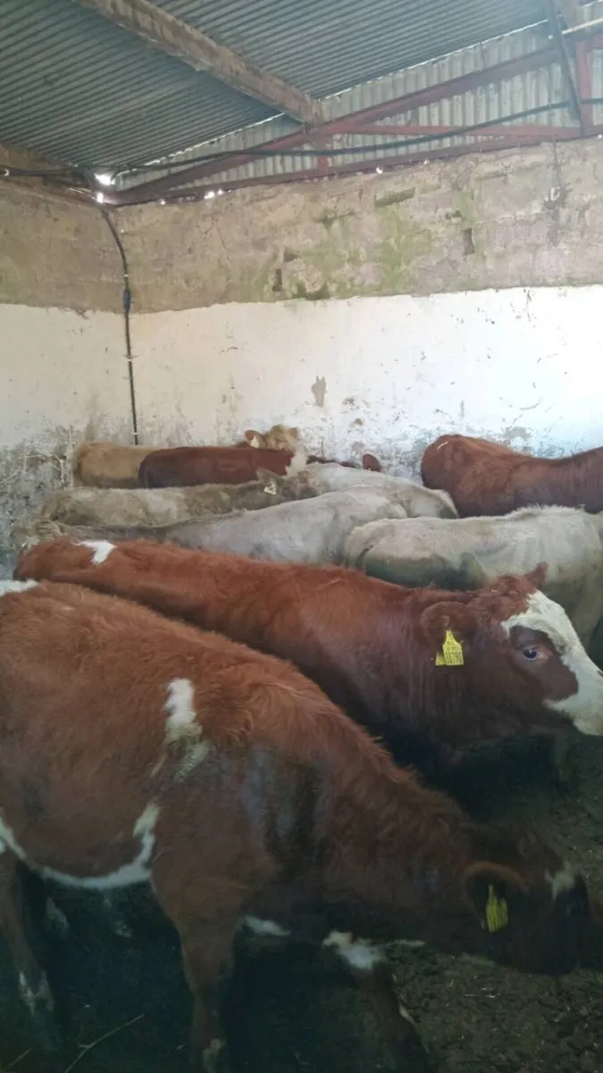 10 charolais and simmental heifers