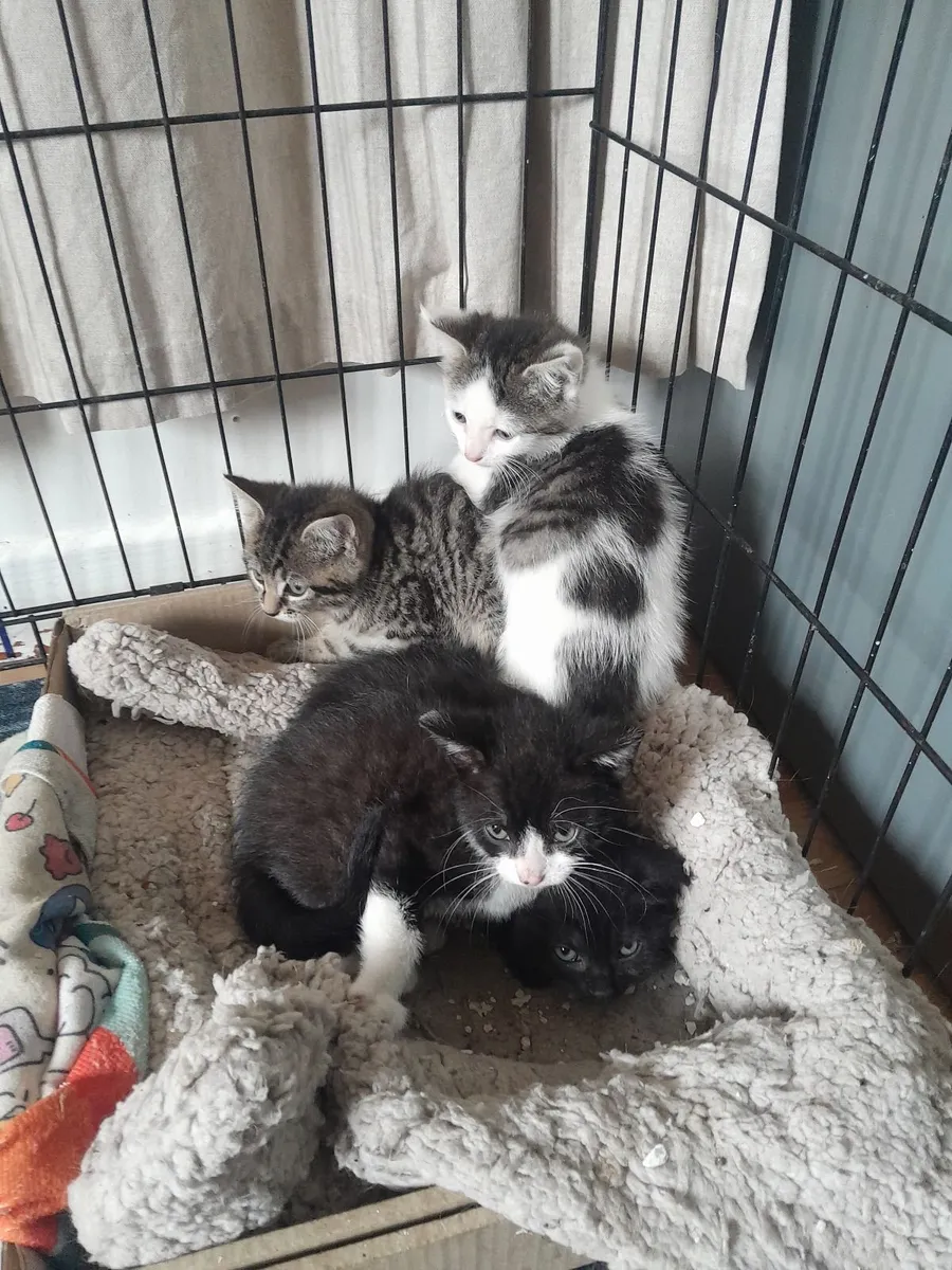Kittens - Image 1