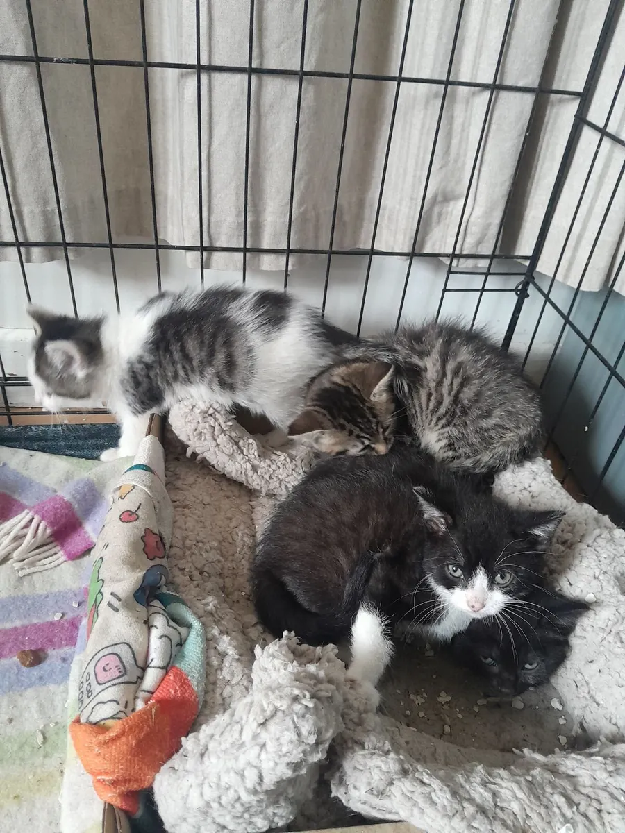 Kittens - Image 2
