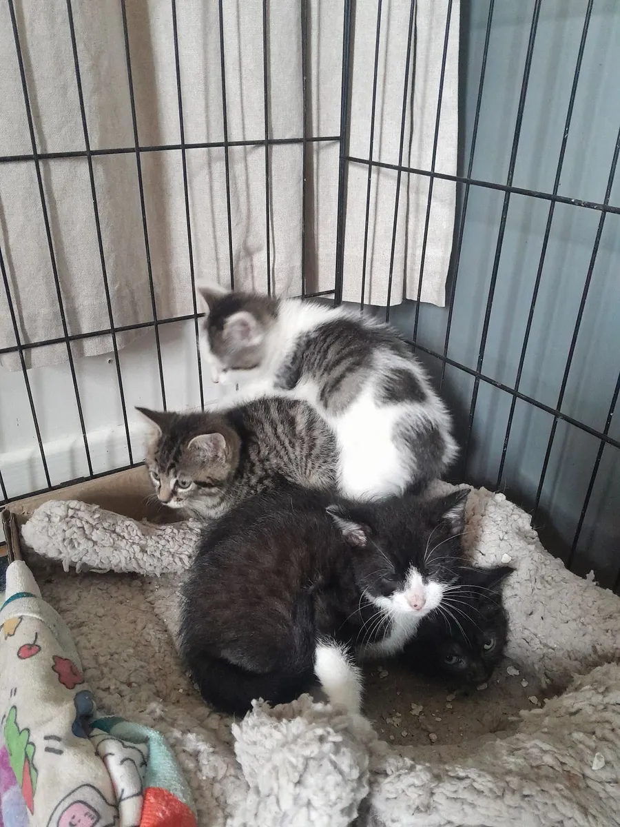 Kittens - Image 3