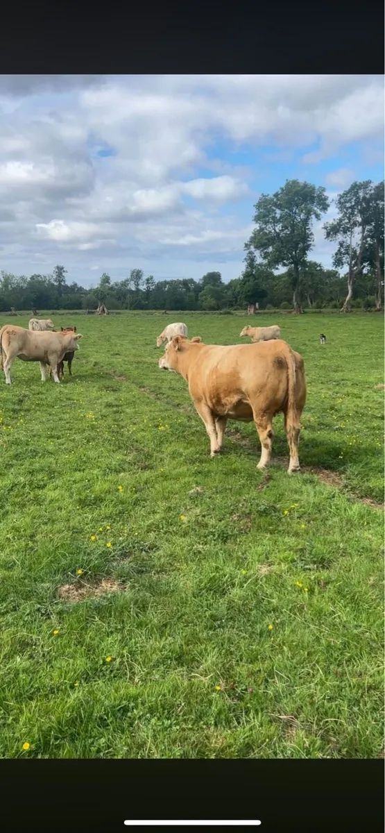 9 springer heifers in carnaross mart - Image 2