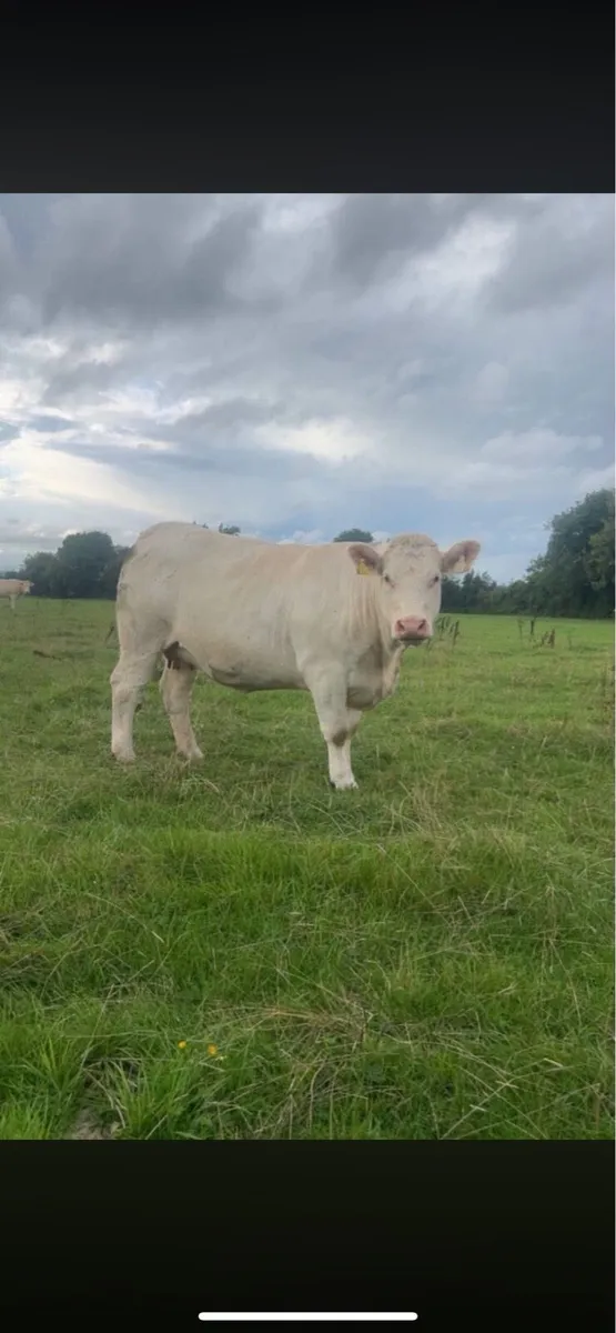 9 springer heifers in carnaross mart - Image 3