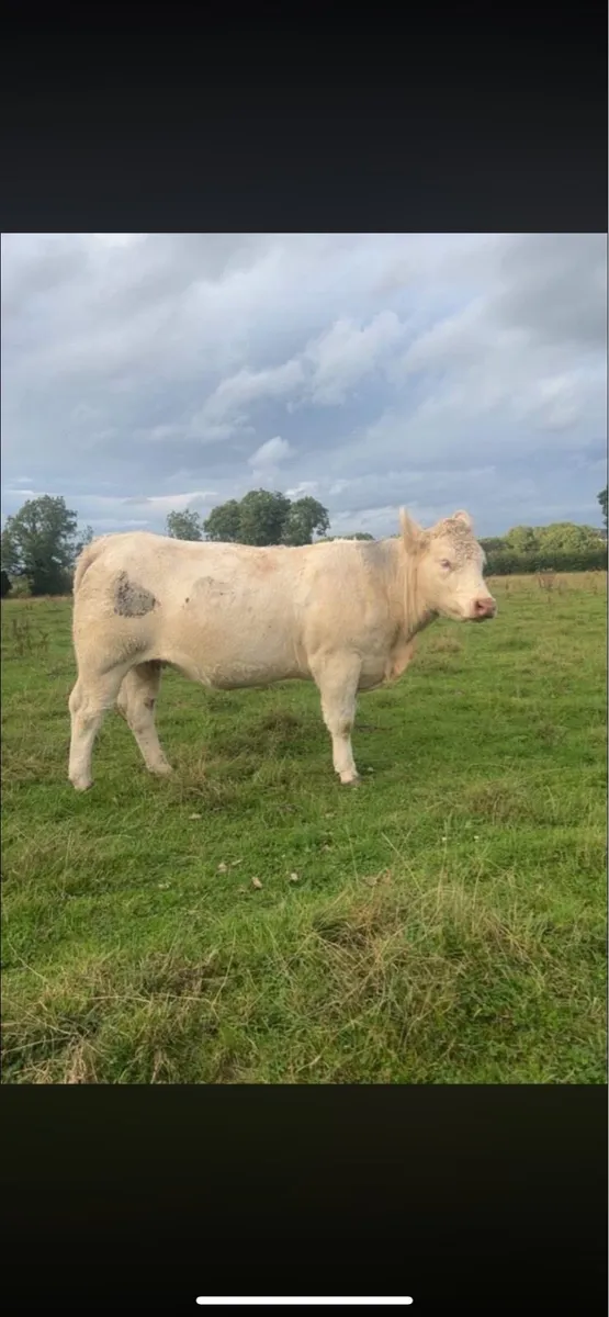 9 springer heifers in carnaross mart - Image 4