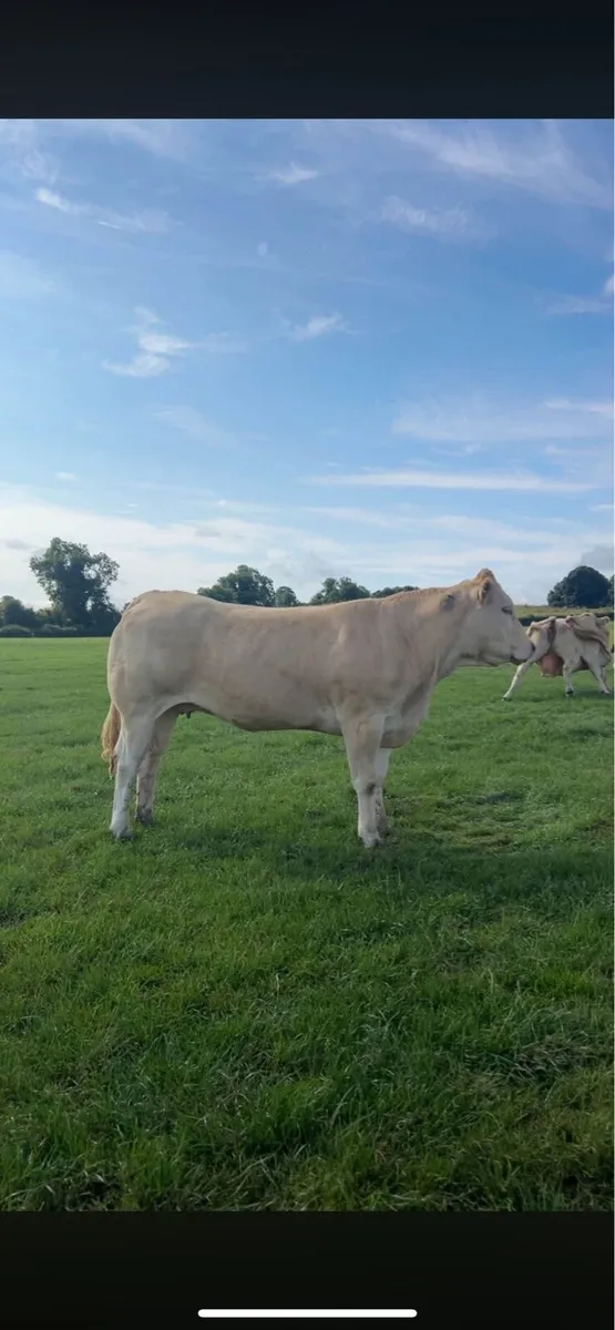 9 springer heifers in carnaross mart - Image 1