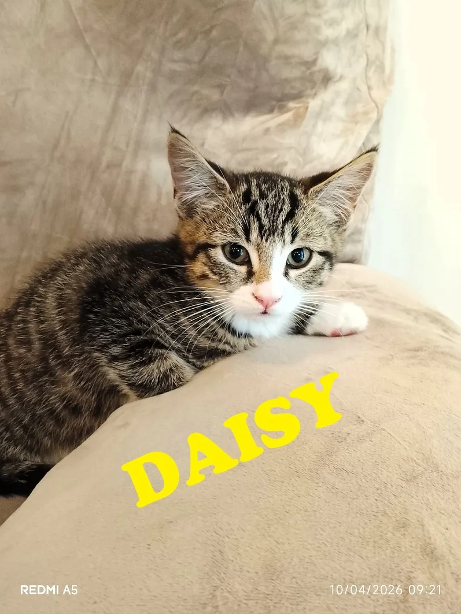 🐾 Gorgeous Family-Raised Kittens Ready Now 🐾 - Image 3