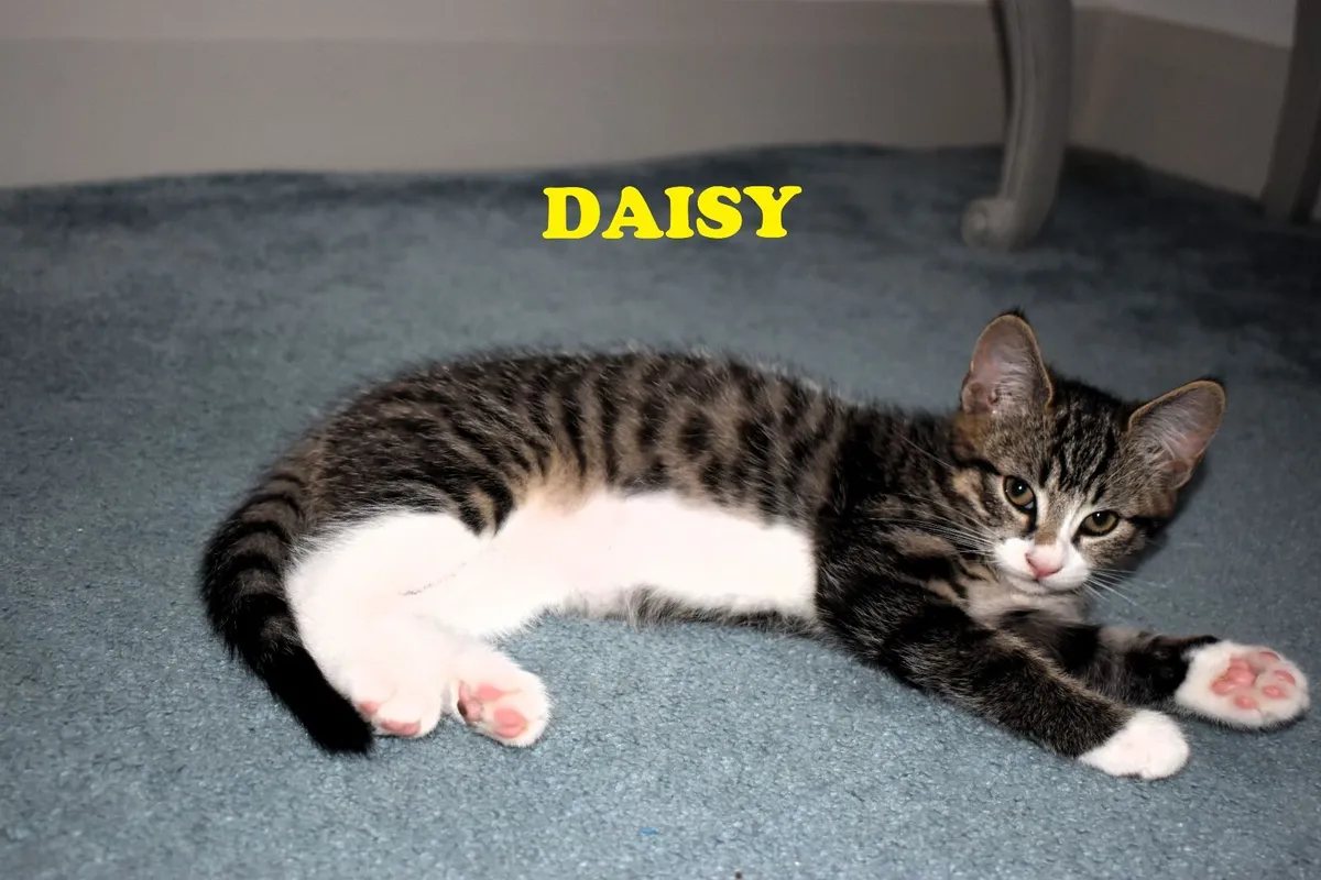 🐾 Gorgeous Family-Raised Kittens Ready Now 🐾 - Image 4
