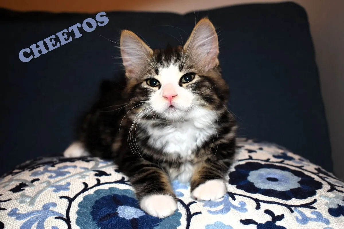 🐾 Gorgeous Family-Raised Kittens Ready Now 🐾 - Image 1