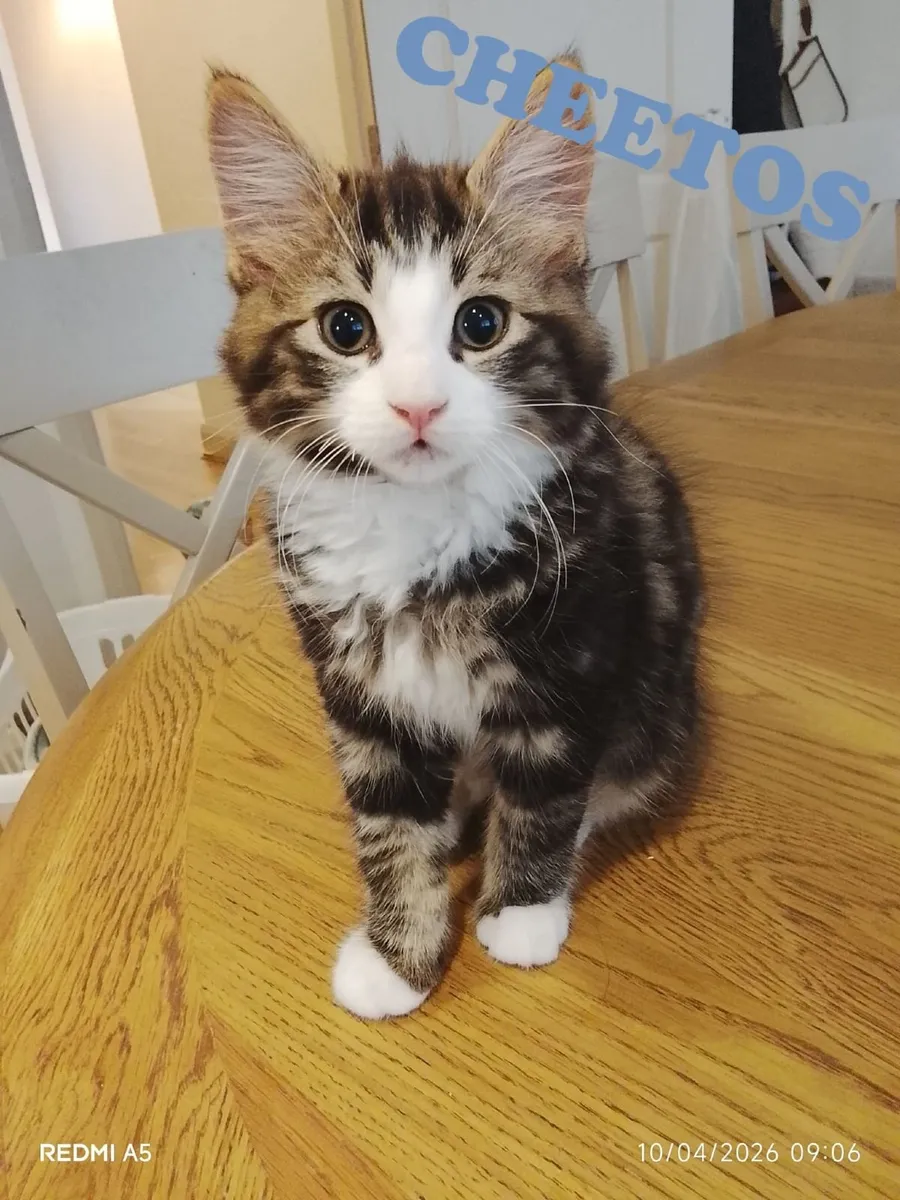 🐾 Gorgeous Family-Raised Kittens Ready Now 🐾 - Image 2