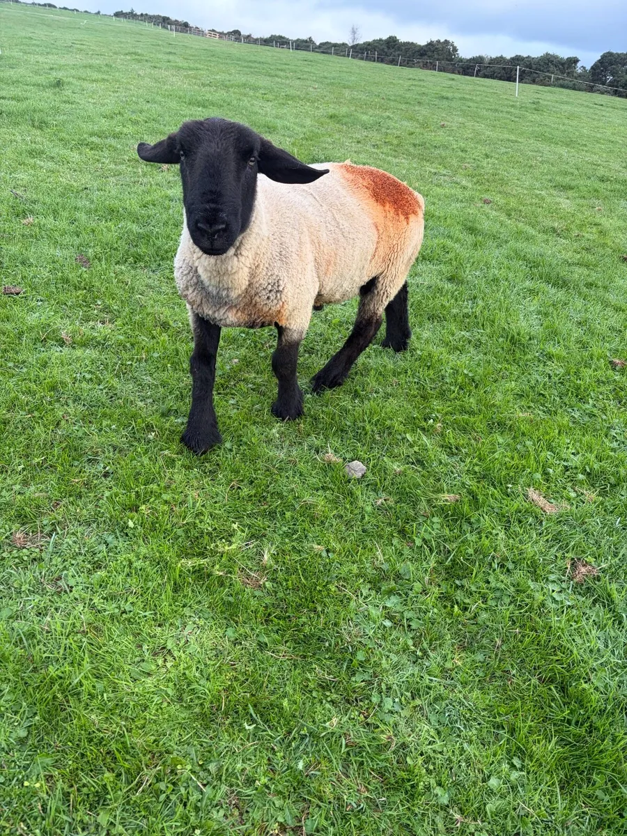 Pbnr Suffolk ram - Image 1