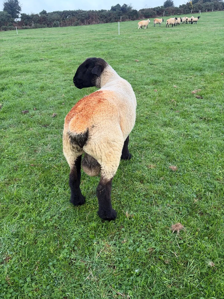 Pbnr Suffolk ram - Image 2