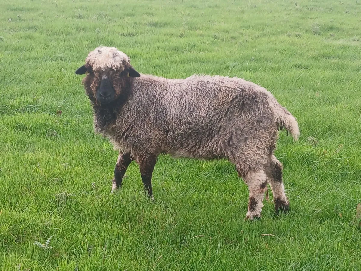 Valais blacknose - Image 2