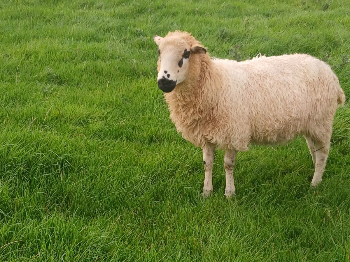 Valais blacknose - Image 3