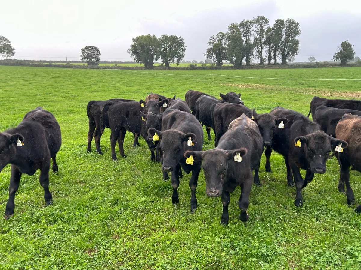 Angus weanlings - Image 3