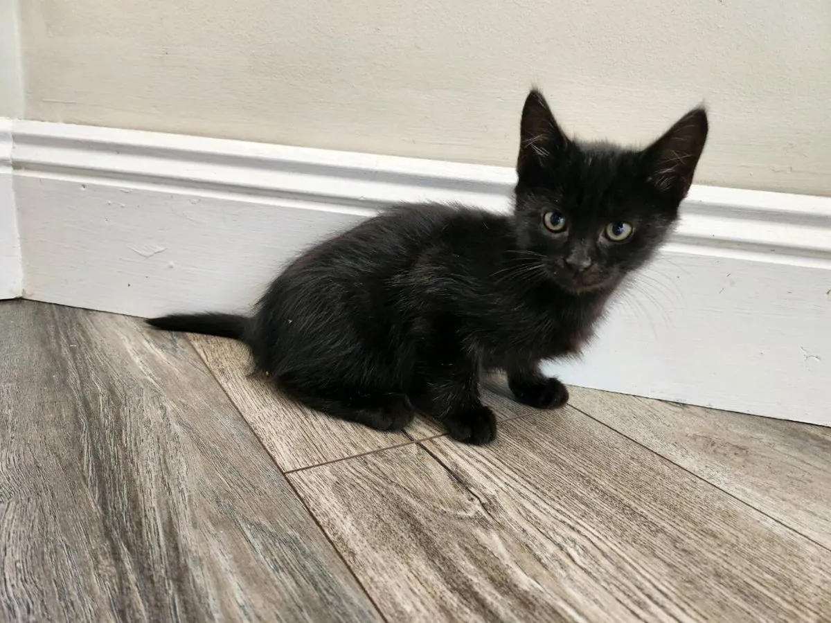 Kittens - Image 2