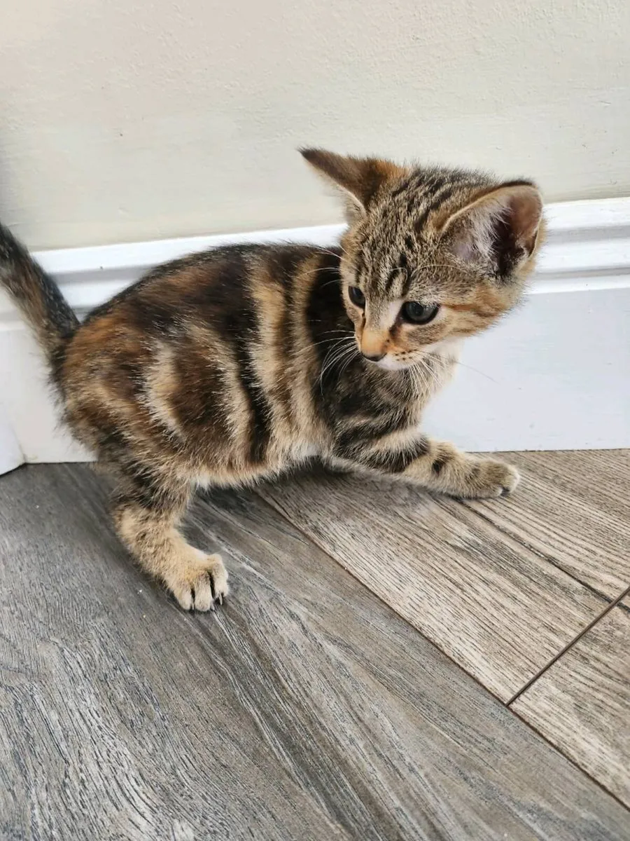 Kittens - Image 3