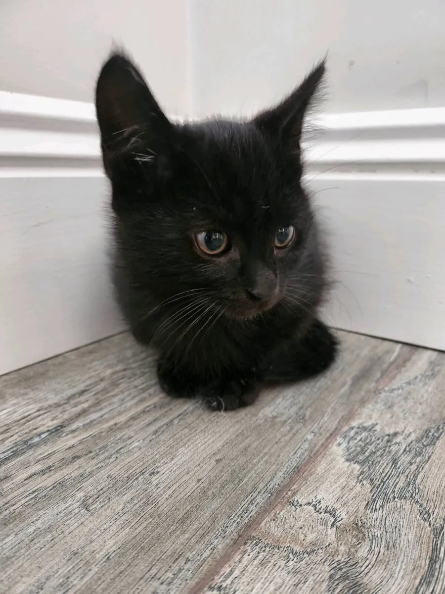 Kittens - Image 4