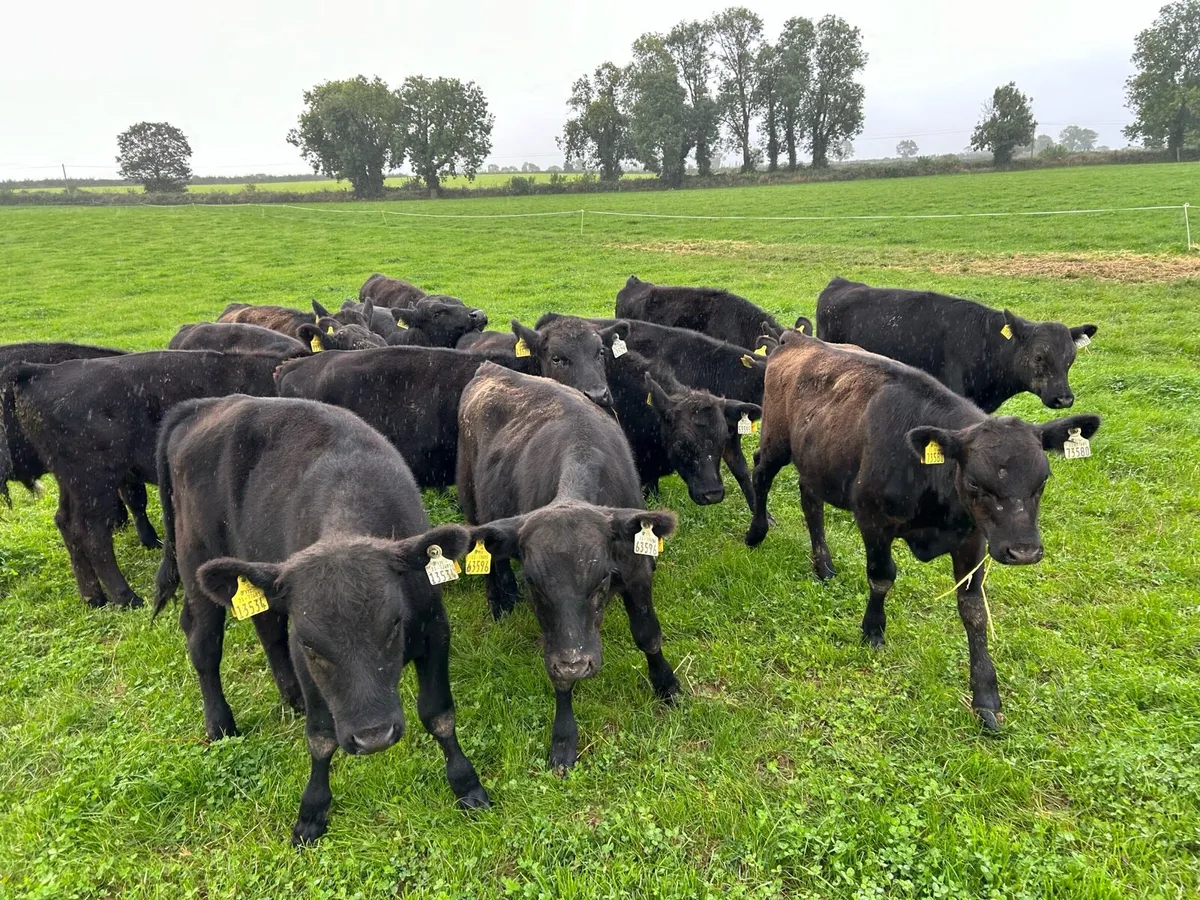 Angus weanlings - Image 4
